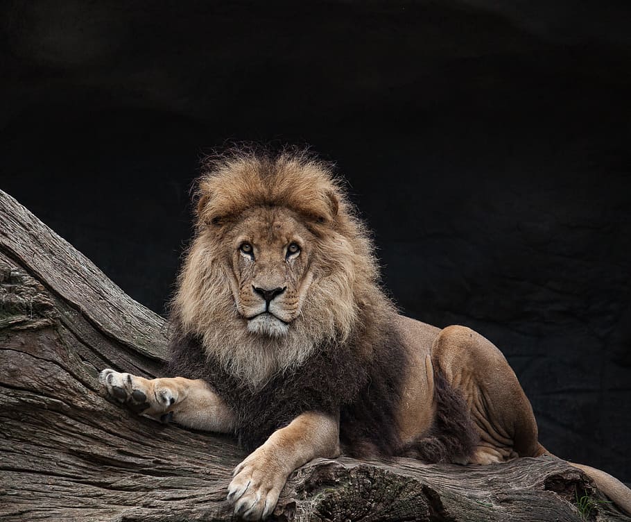 lion-males-king-predator