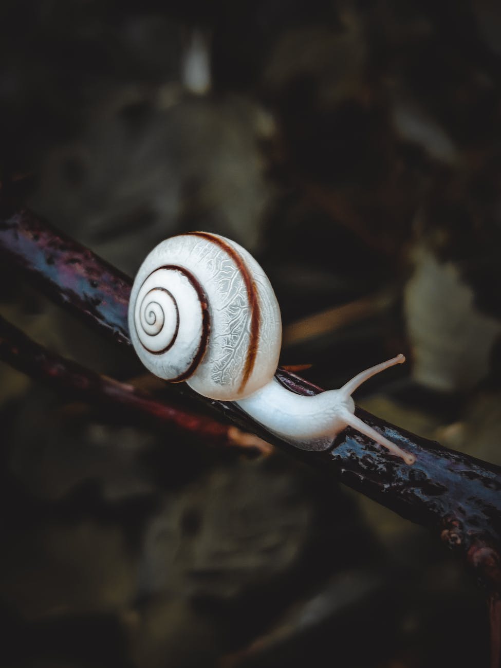 white snail crawling on brown tree branch